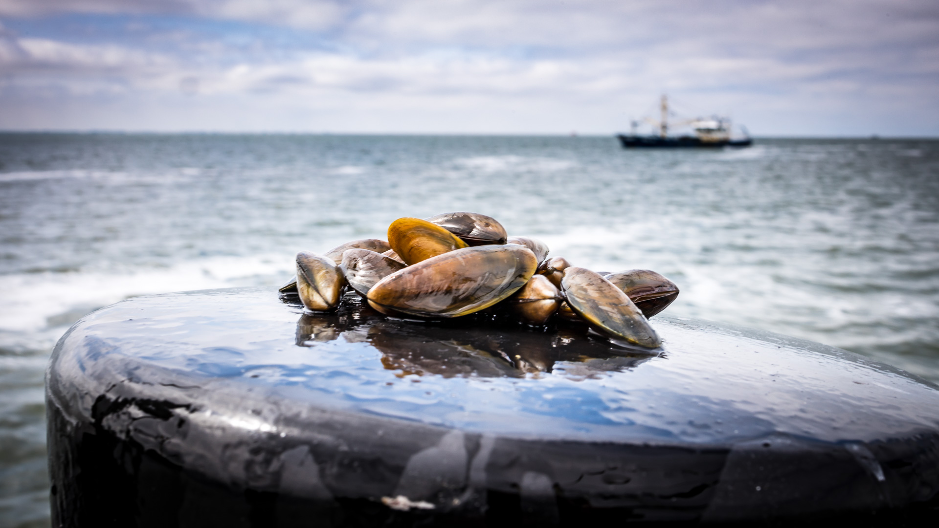 Recommandation du CCA sur le plan d'action pour le milieu marin, la loi sur la restauration de la nature et la cartographie du dragage des coquillages