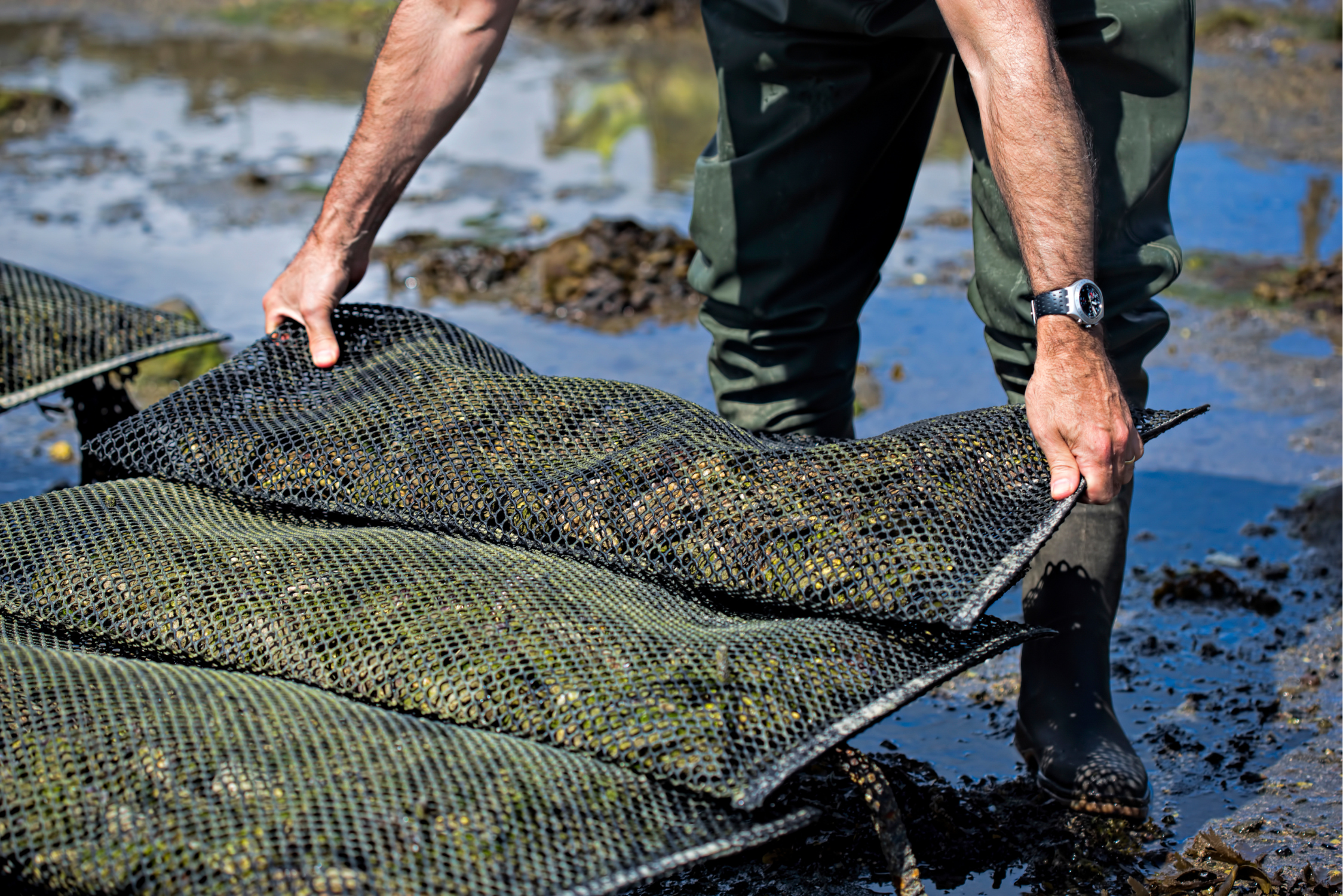 Recommendation on the biosecurity of shellfish hatcheries and nurseries