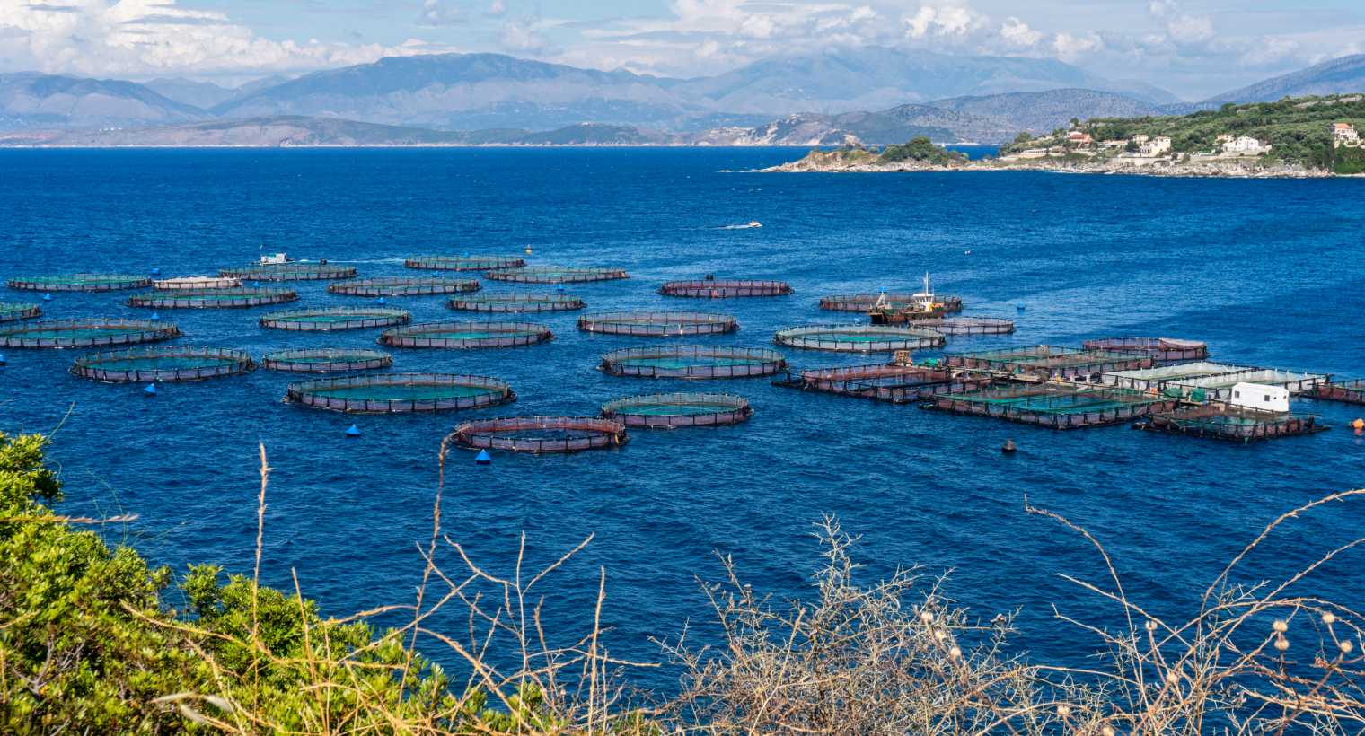 AAC Recommendation for a Vision for Aquaculture in 2040