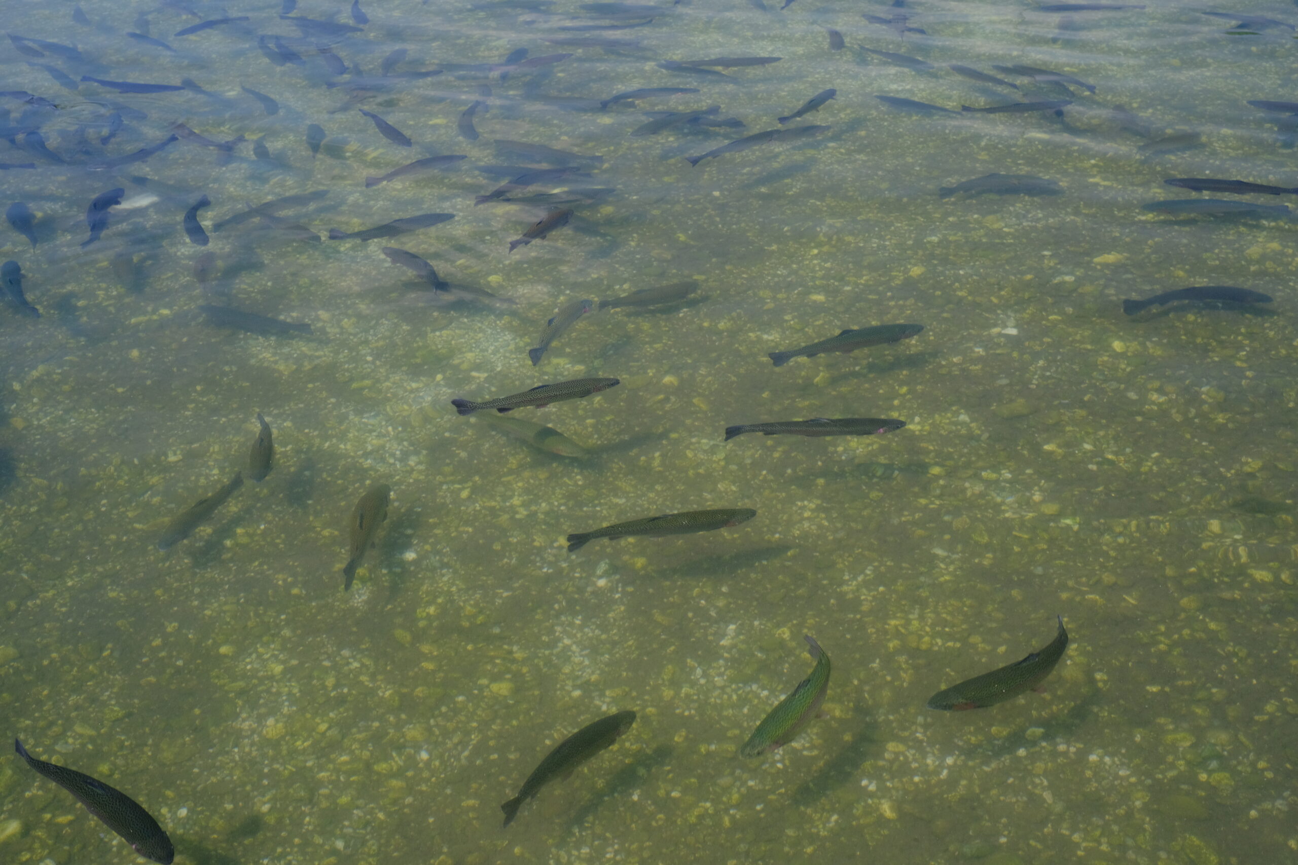 AAC Recommendation on the draft factsheets on Good Husbandry Practices for Turbot, Senegalese Sole and Meagre