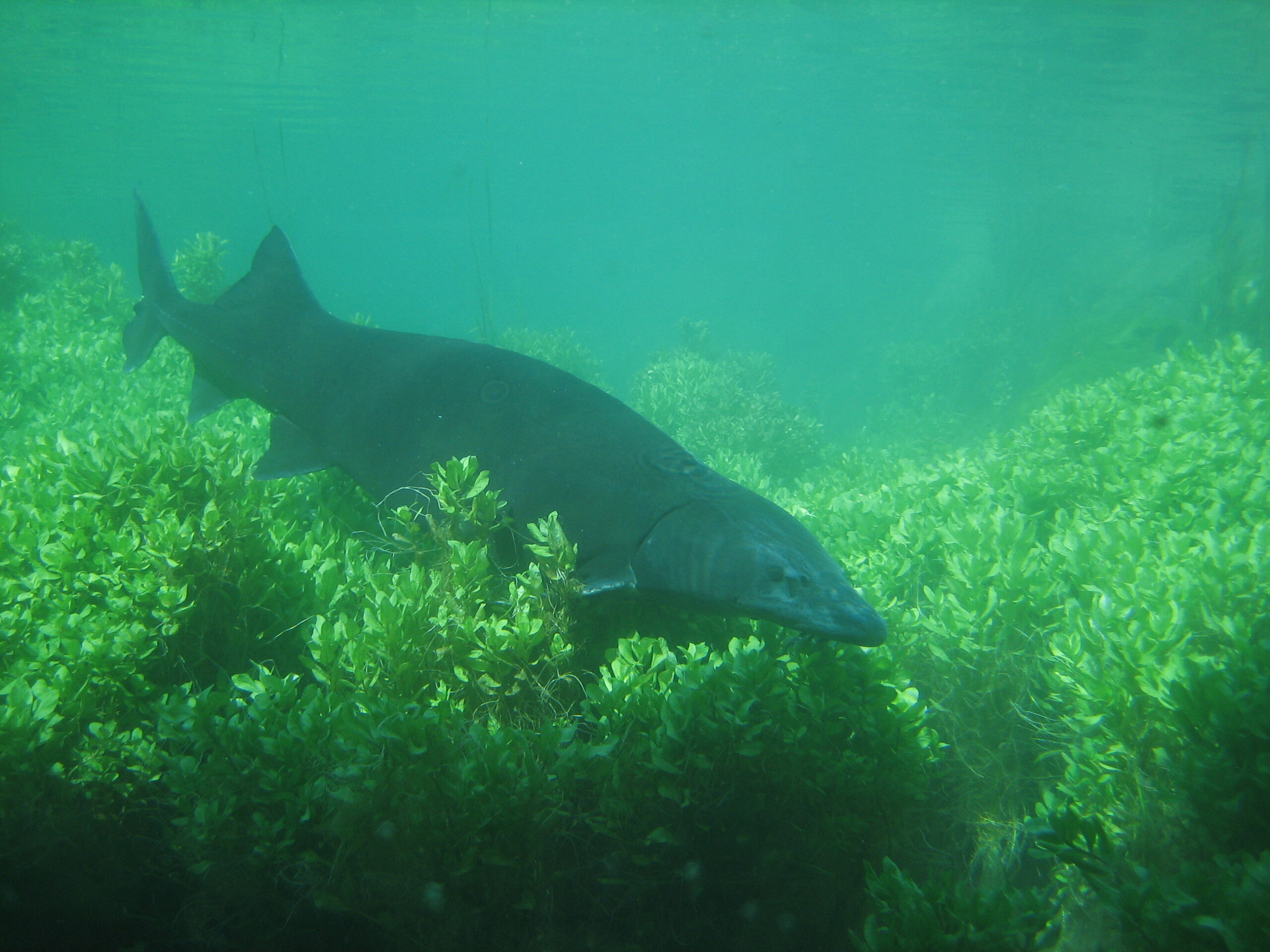 AAC Recommendation on the draft Code of good practices on fish welfare and fish welfare indicators