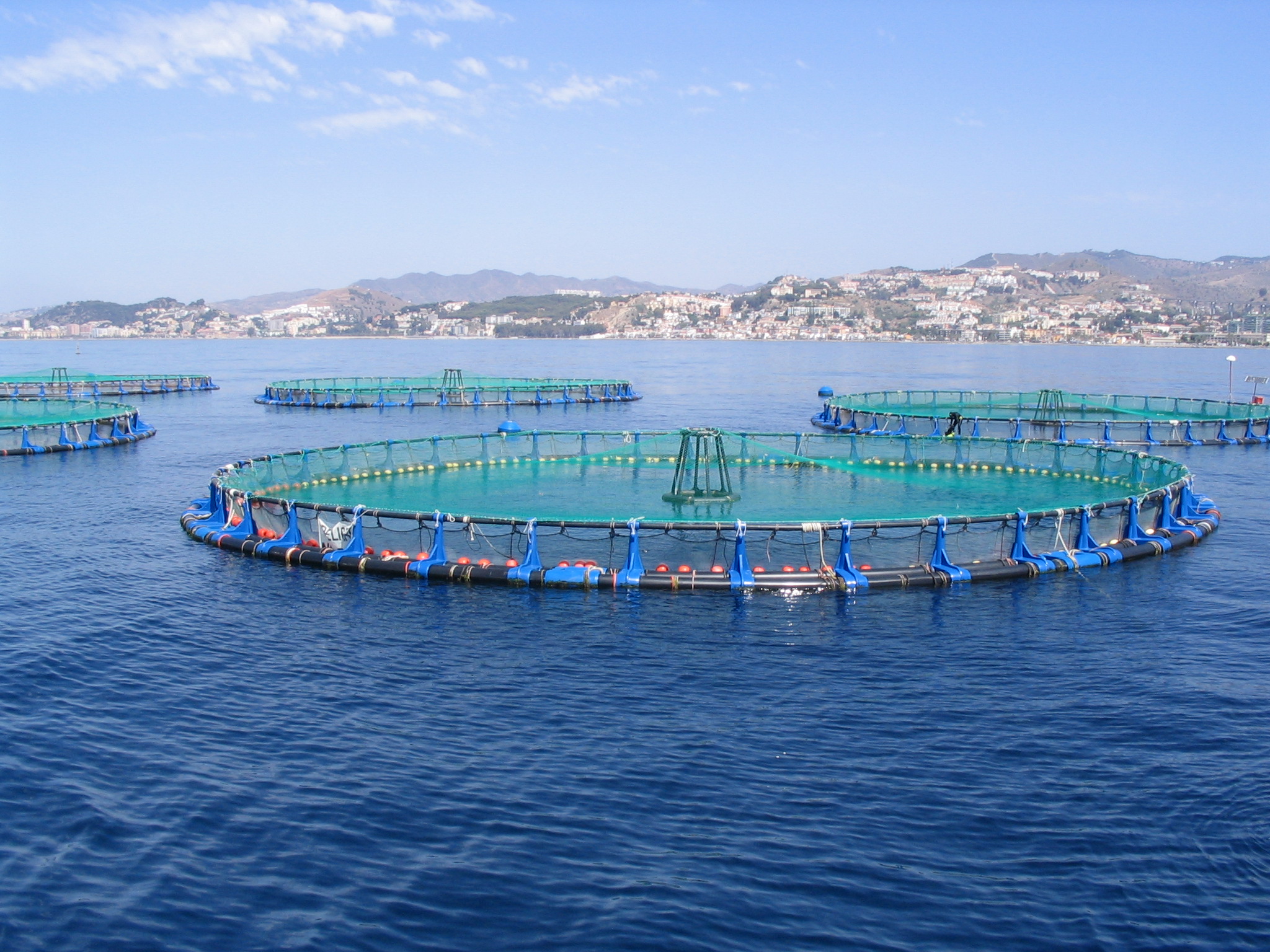 AAC Recommendation on Research and Innovation priorities for the aquaculture sector
