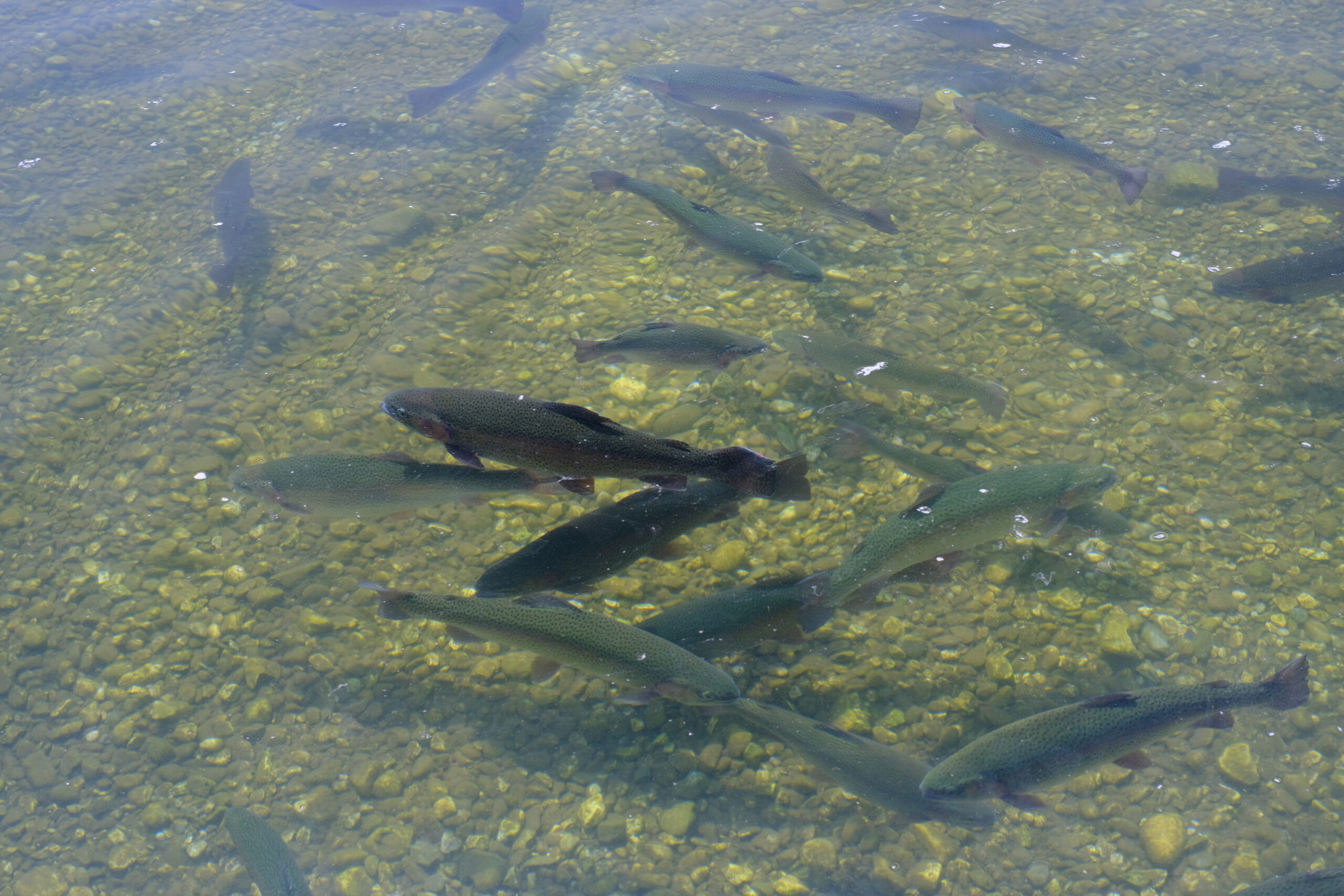 AAC Recommendation on the re-evaluation of the Risk Assessment of Parasites in Farmed Fish Products