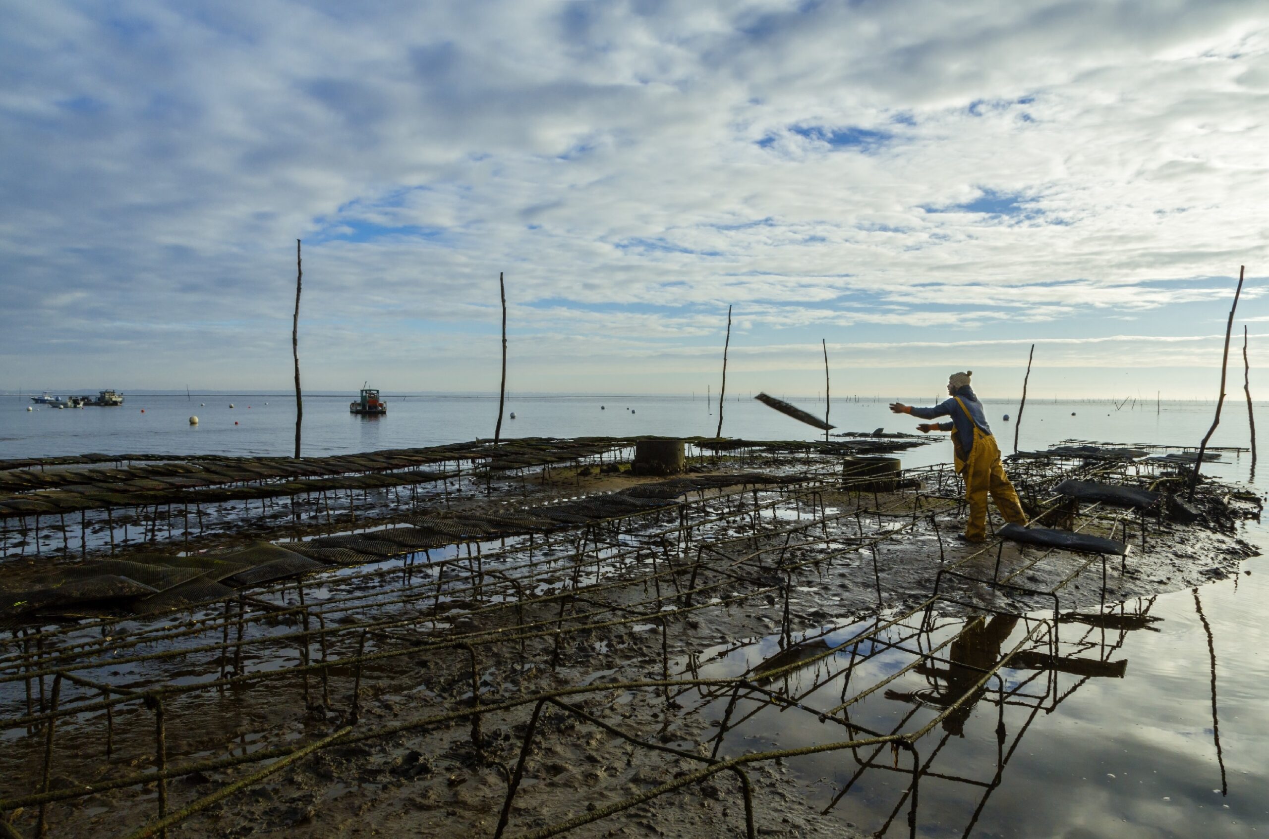AAC Recommendation on Blue Crab Emergency in Italy