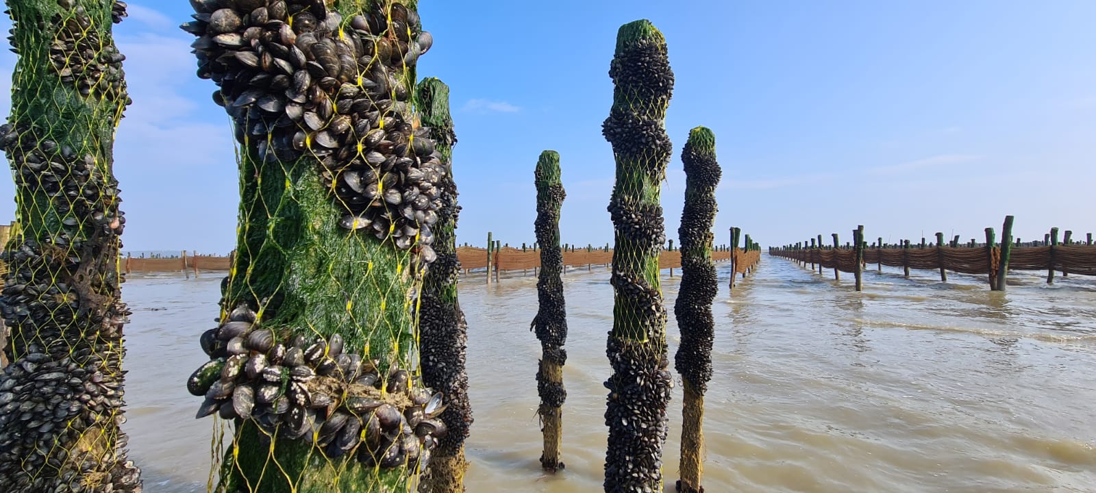AAC Recommendation on the Concerning Impact of Climate Change on EU Mussel Production