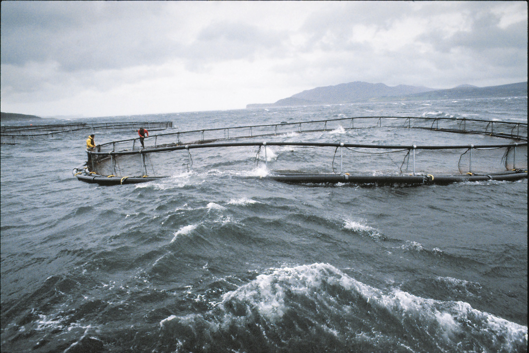 AAC Recommendation on Industrial Contaminant Levels in Aquaculture and Climate Change