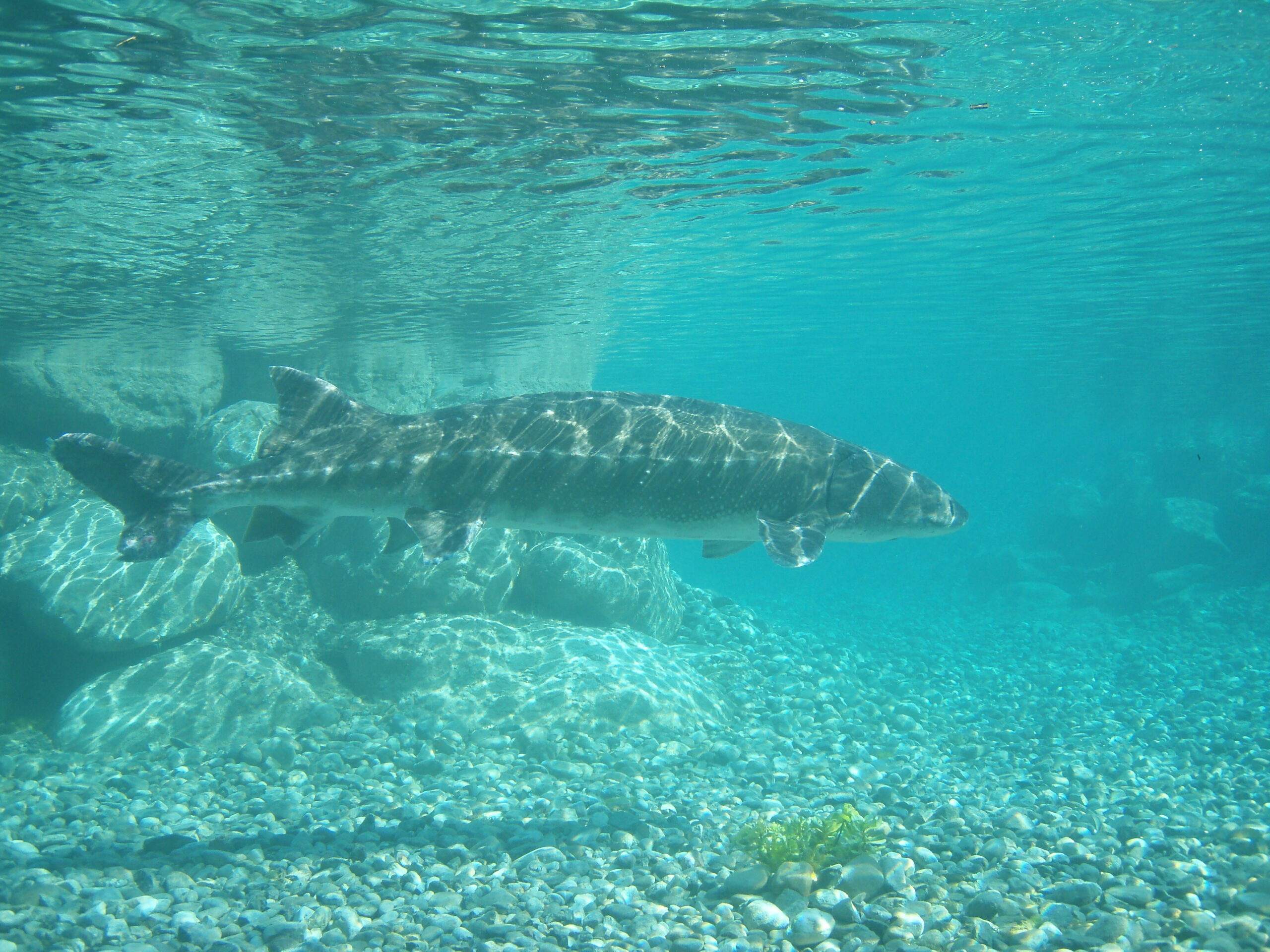 AAC Recommendation on laying the Foundations for Aquatic Animal Welfare in EU legislation