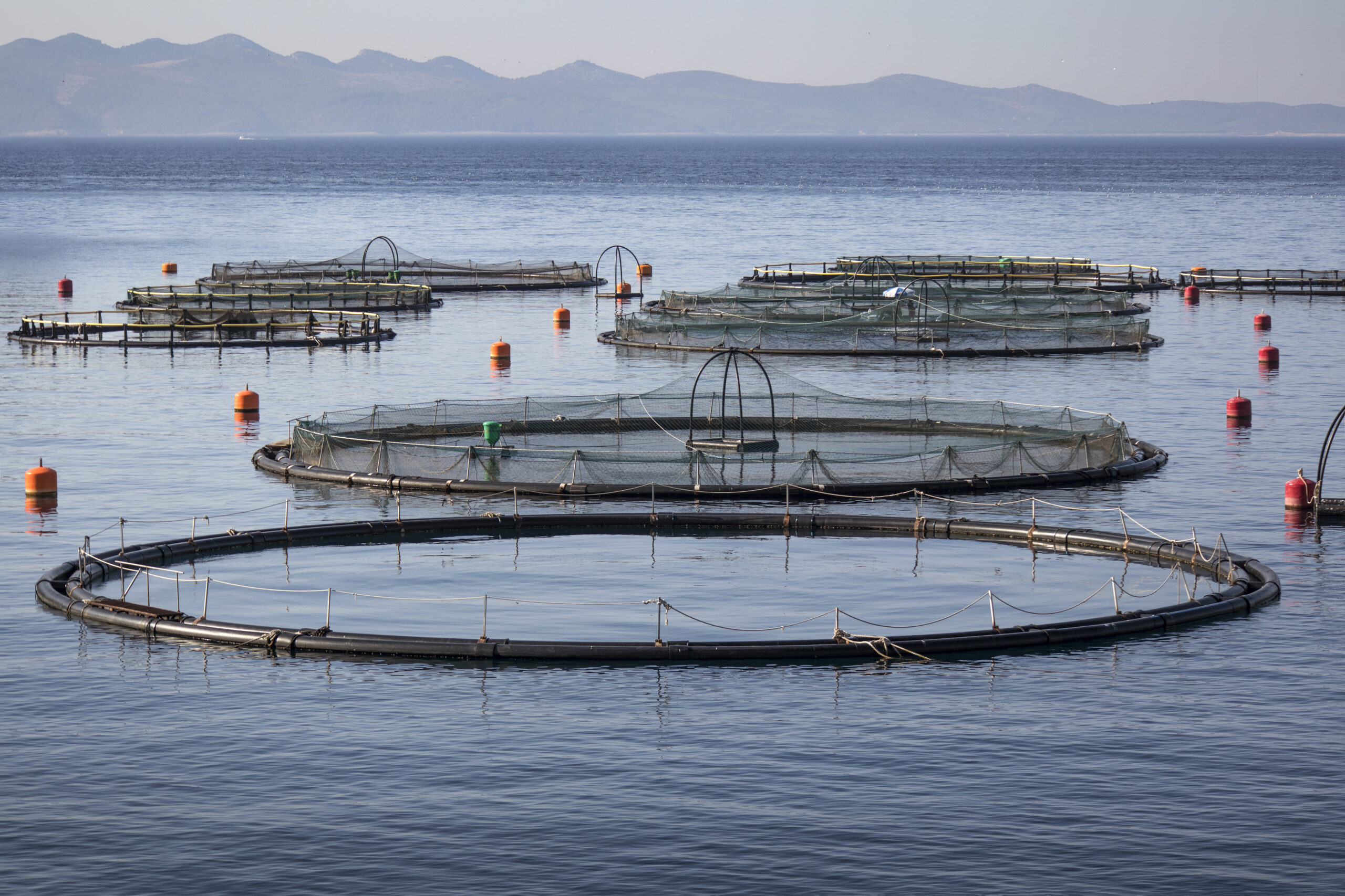 AAC Recommendation on increased funding to validate on-farm aquatic animal welfare indicators, including stunning at slaughter