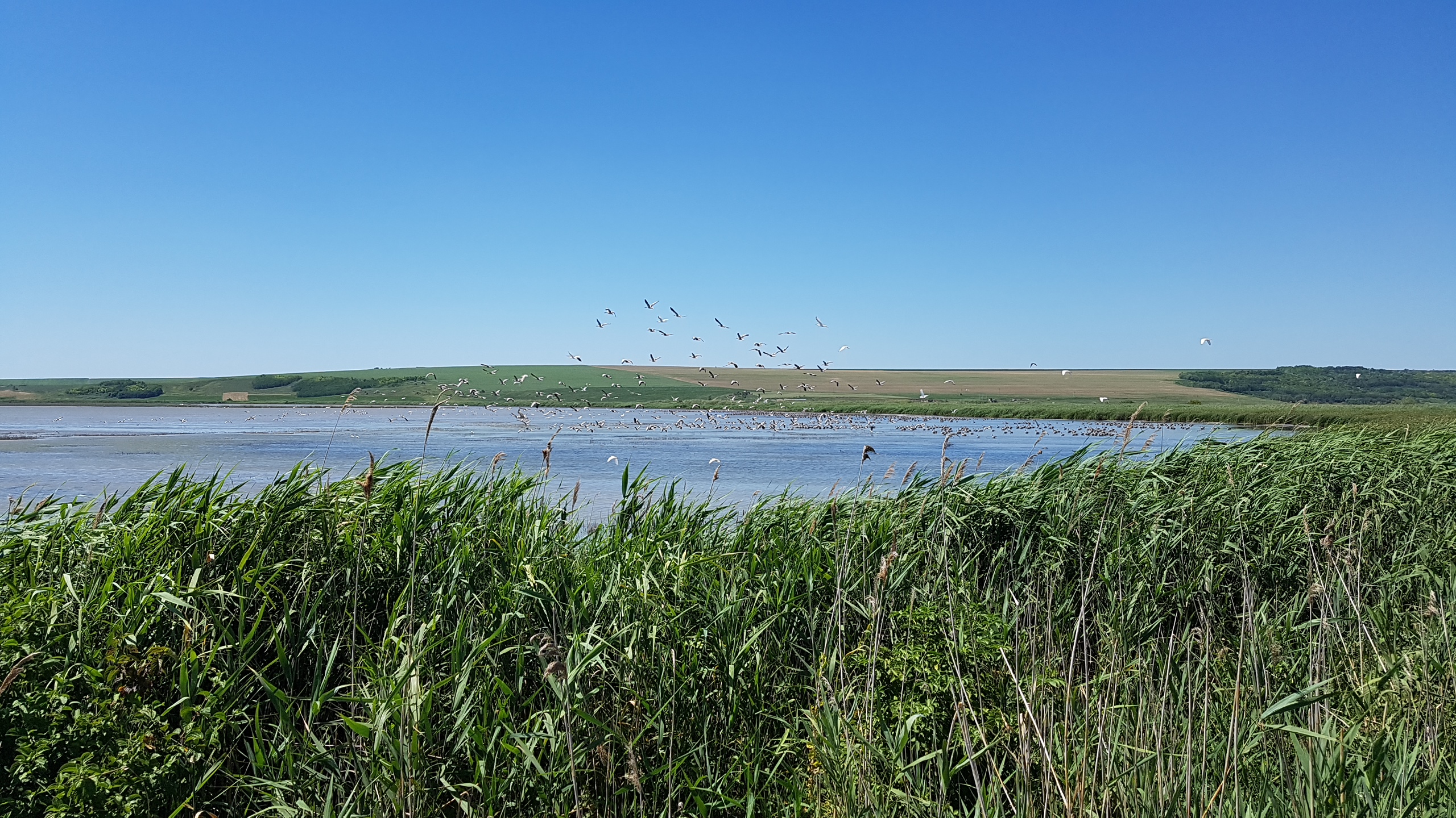 AAC Recommendation on the stress test of the Birds and Habitats Directive