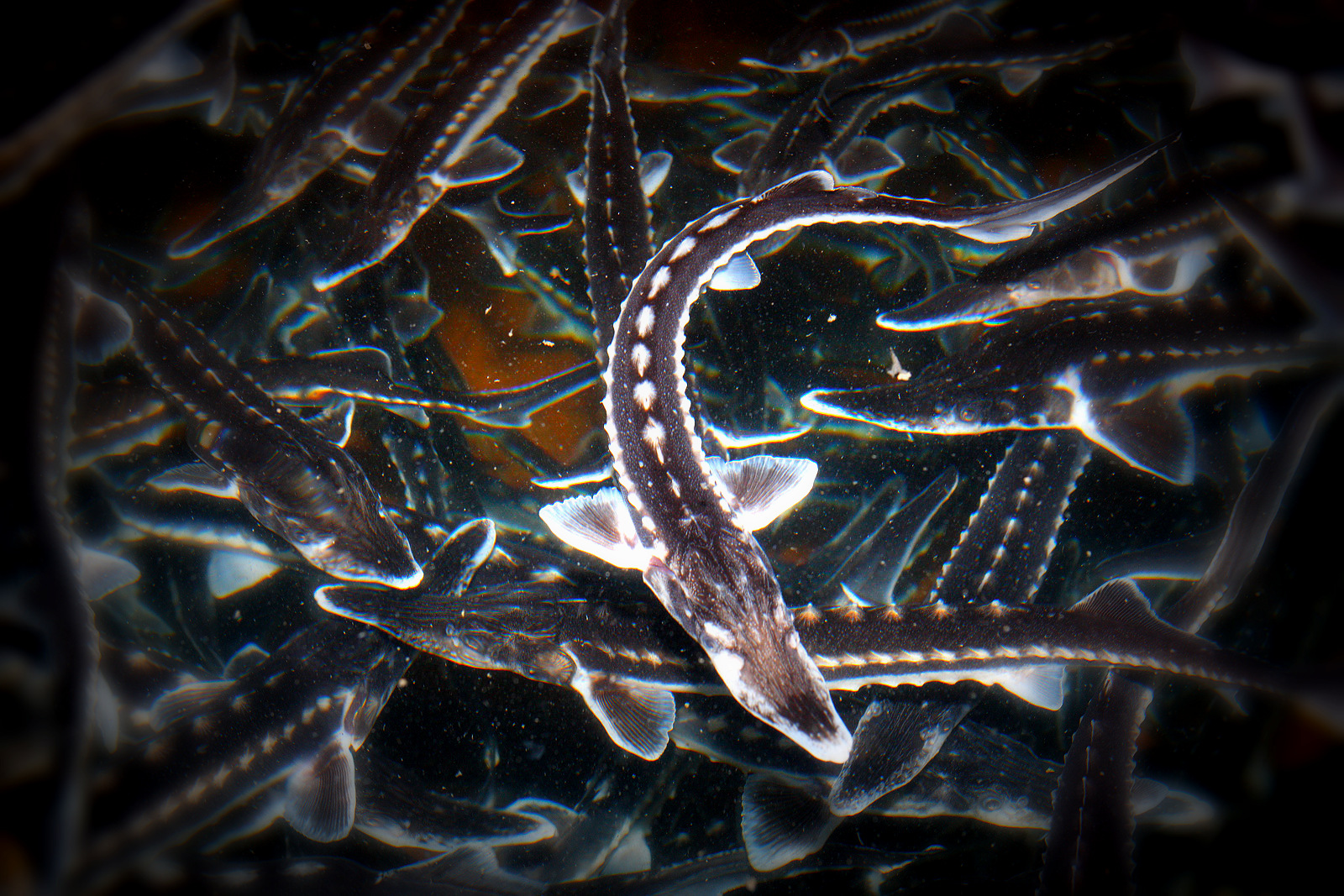 AAC Recommendation on access to biocidal products used in aquaculture
